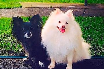 Dog Swim and Bark Park at Snyder Park